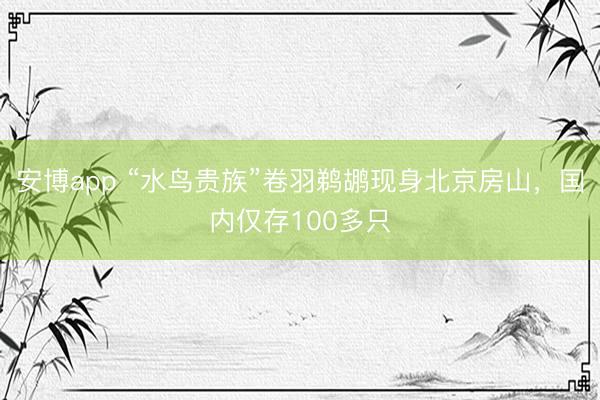 安博app “水鸟贵族”卷羽鹈鹕现身北京房山，国内仅存100多只